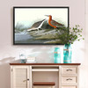 John James Audubon, Pigmy Curlew,The Birds of America,canvas print,canvas art,canvas wall art,large wall art,framed wall art,p1899