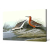 John James Audubon, Pigmy Curlew,The Birds of America,canvas print,canvas art,canvas wall art,large wall art,framed wall art,p1899