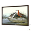 John James Audubon, Pigmy Curlew,The Birds of America,canvas print,canvas art,canvas wall art,large wall art,framed wall art,p1899