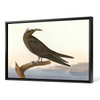 John James Audubon, Noddy Tern,The Birds of America,canvas print,canvas art,canvas wall art,large wall art,framed wall art,p1895