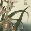 Katsushika Hokusai,Irises And Grasshopper,Japanese wall art ,art prints,Vintage art,canvas wall art,famous art prints,V4521