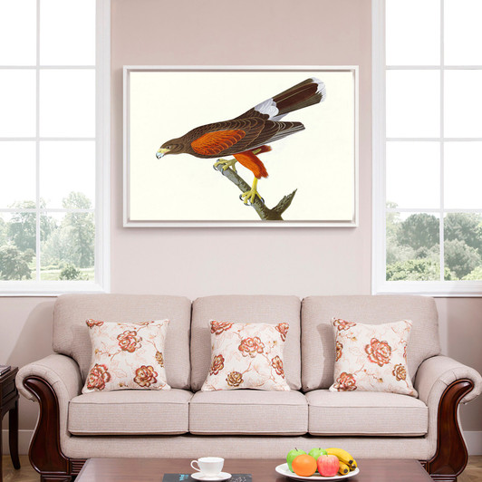 John James Audubon, Louisiana Hawk,The Birds of America,canvas print,canvas art,canvas wall art,large wall art,framed wall art,p1890
