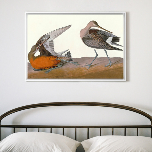 John James Audubon, Hudsonian Godwit,The Birds of America,canvas print,canvas art,canvas wall art,large wall art,framed wall art,p1865