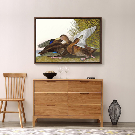 John James Audubon, Dusky Duck,The Birds of America,canvas print,canvas art,canvas wall art,large wall art,framed wall art,p1836