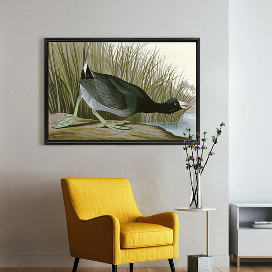 John James Audubon, American Coot,The Birds of America,canvas print,canvas art,canvas wall art,large wall art,framed wall art,p1798