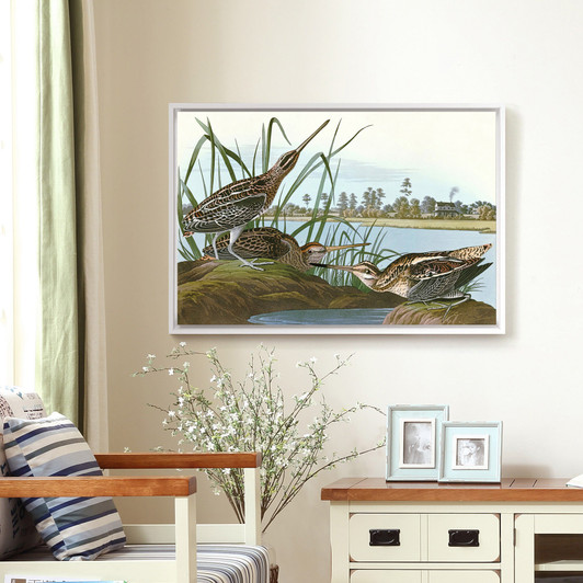 John James Audubon, American Snipe,The Birds of America,canvas print,canvas art,canvas wall art,large wall art,framed wall art,p1802