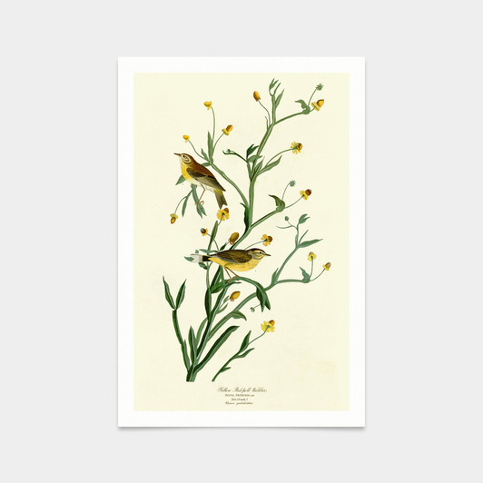 John James Audubon, Yellow Red poll Warbler,art prints,Vintage art,canvas wall art,famous art prints,q2508