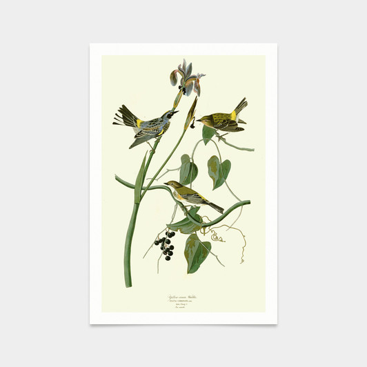 John James Audubon, Yellow crown Warbler,art prints,Vintage art,canvas wall art,famous art prints,q2505