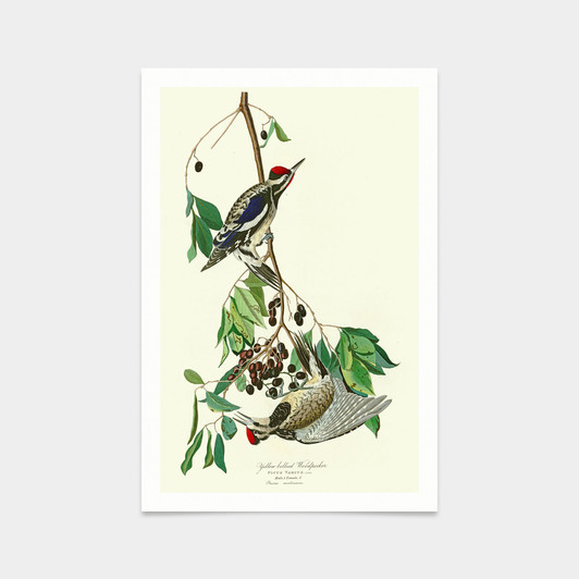 John James Audubon, Yellow bellied Woodpecker,art prints,Vintage art,canvas wall art,famous art prints,q2502