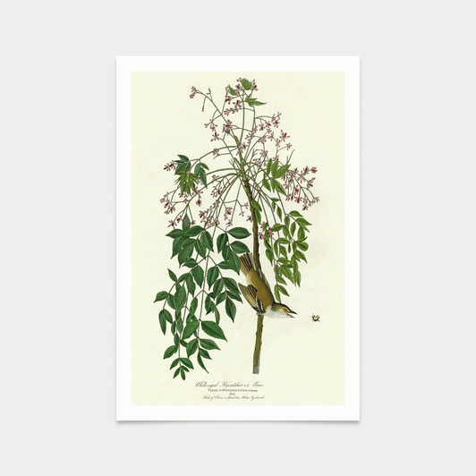 John James Audubon, White eyed Flycatcher or Vireo,art prints,Vintage art,canvas wall art,famous art prints,q2494