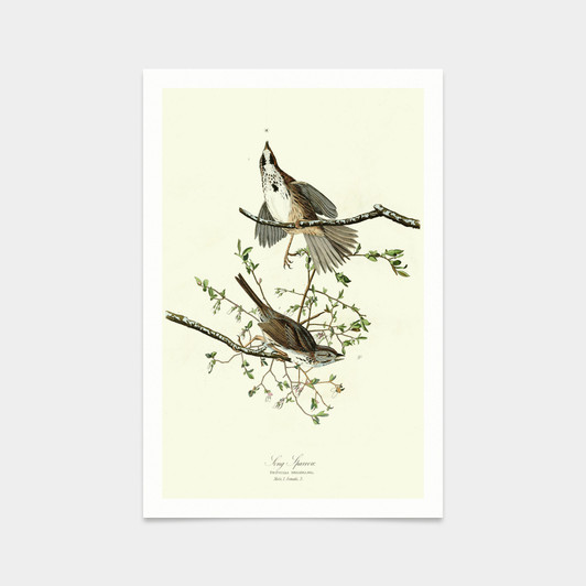 John James Audubon, Song Sparrow,art prints,Vintage art,canvas wall art,famous art prints,q2472