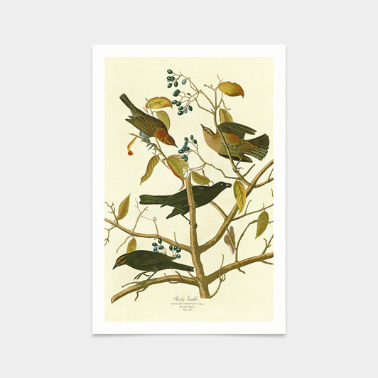 John James Audubon, Rusty Grakle,art prints,Vintage art,canvas wall art,famous art prints,q2459
