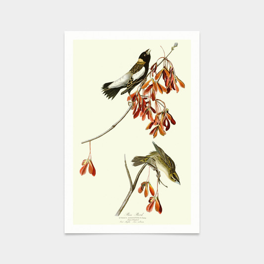 John James Audubon, Rice Bird,art prints,Vintage art,canvas wall art,famous art prints,q2451