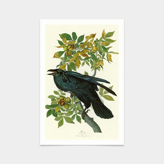 John James Audubon, Raven,art prints,Vintage art,canvas wall art,famous art prints,q2442