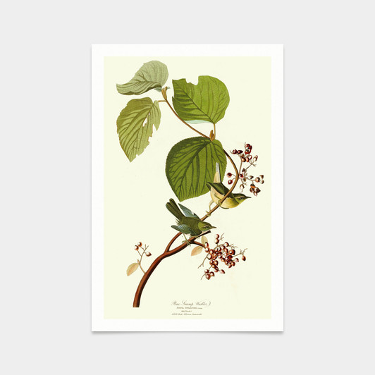 John James Audubon, Pine Swamp Warbler,art prints,Vintage art,canvas wall art,famous art prints,q2434