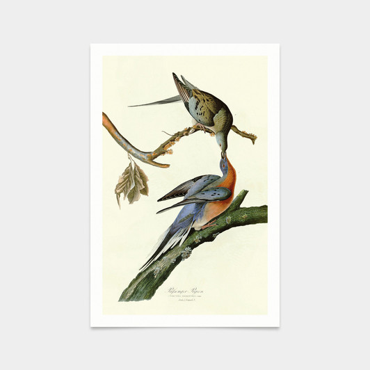 John James Audubon, Passenger Pigeon,art prints,Vintage art,canvas wall art,famous art prints,q2427