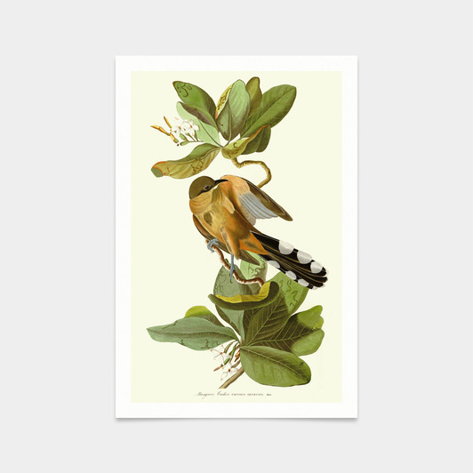 John James Audubon, Mangrove Cuckoo,art prints,Vintage art,canvas wall art,famous art prints,q2412