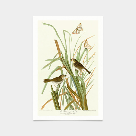 John James Audubon, MacGillivray's Finch,art prints,Vintage art,canvas wall art,famous art prints,q2411