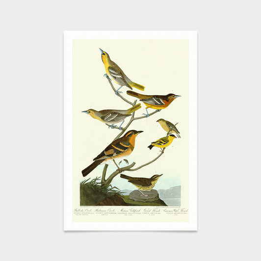 John James Audubon, I. Bullock's Oriole, Baltimore Oriole,Mexican Goldfinch,Varied Thrush ,Common Water Thrush,q2377