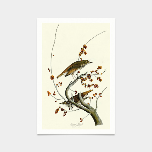 John James Audubon, Hermit Thrush,art prints,Vintage art,canvas wall art,famous art prints,q2365