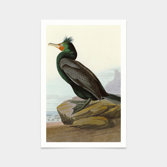 John James Audubon, Double crested Cormorant,art prints,Vintage art,canvas wall art,famous art prints,q2338