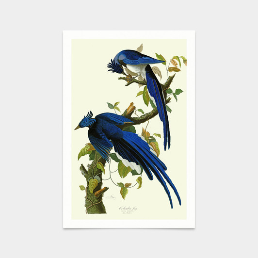 John James Audubon, Columbia Jay,art prints,Vintage art,canvas wall art,famous art prints,q2332