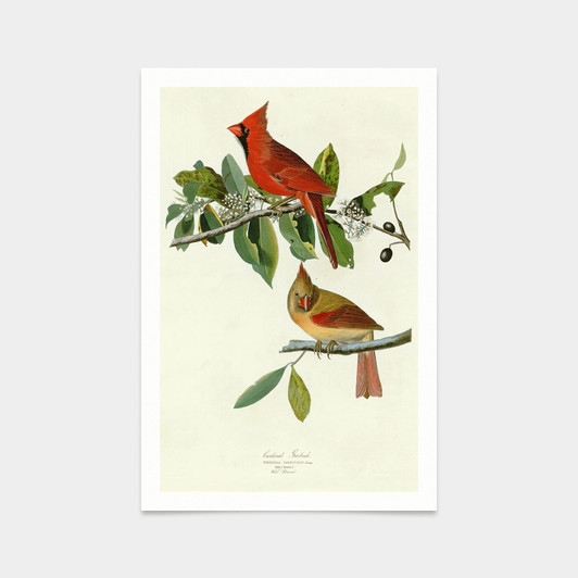 John James Audubon, Cardinal Grosbeak,art prints,Vintage art,canvas wall art,famous art prints,q2323