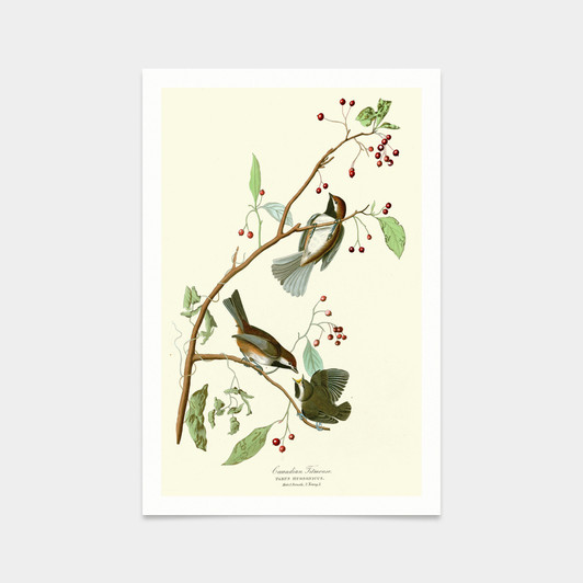 John James Audubon, Canadian Titmouse,art prints,Vintage art,canvas wall art,famous art prints,q2321