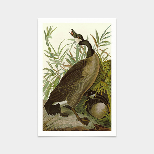 John James Audubon, Canada Goose,art prints,Vintage art,canvas wall art,famous art prints,q2318