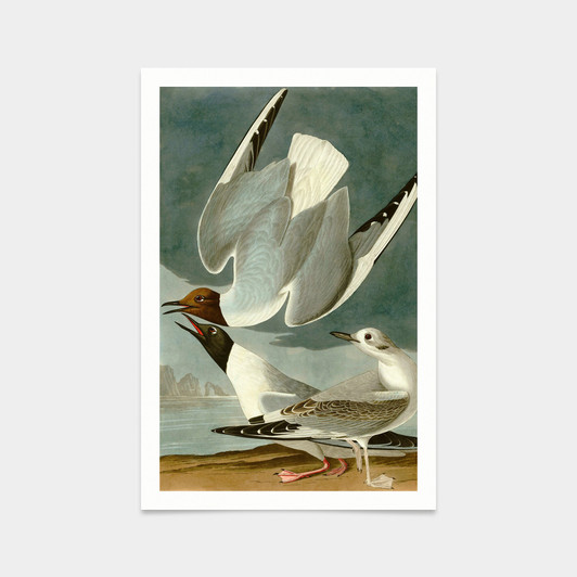 John James Audubon, Bonapartian Gull,art prints,Vintage art,canvas wall art,famous art prints,q2311