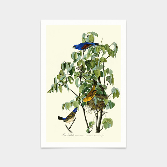 John James Audubon, Blue Grosbeak,art prints,Vintage art,canvas wall art,famous art prints,q2304