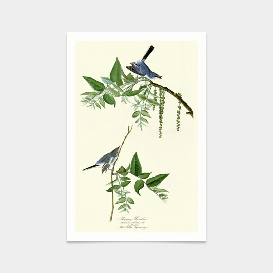 John James Audubon, Blue Grey Fly catcher,art prints,Vintage art,canvas wall art,famous art prints,q2303