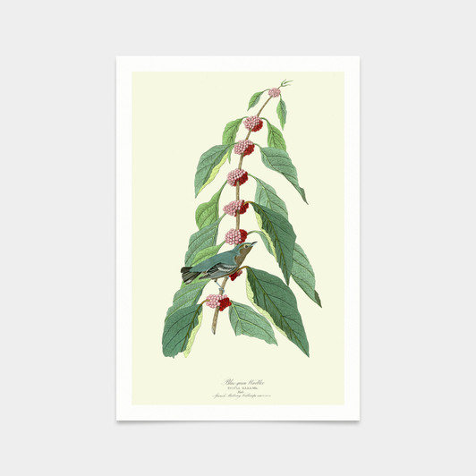John James Audubon, Blue green Warbler,art prints,Vintage art,canvas wall art,famous art prints,q2302
