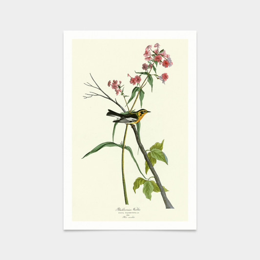 John James Audubon, Blackburnian Warbler,art prints,Vintage art,canvas wall art,famous art prints,q2300