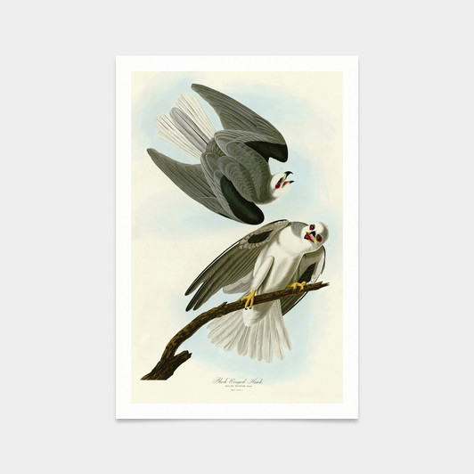 John James Audubon, Black Winged Hawk,art prints,Vintage art,canvas wall art,famous art prints,q2299