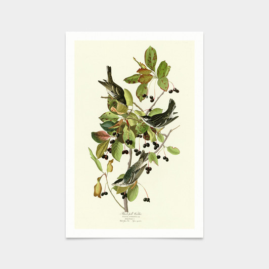John James Audubon, Black poll Warbler,art prints,Vintage art,canvas wall art,famous art prints,q2293
