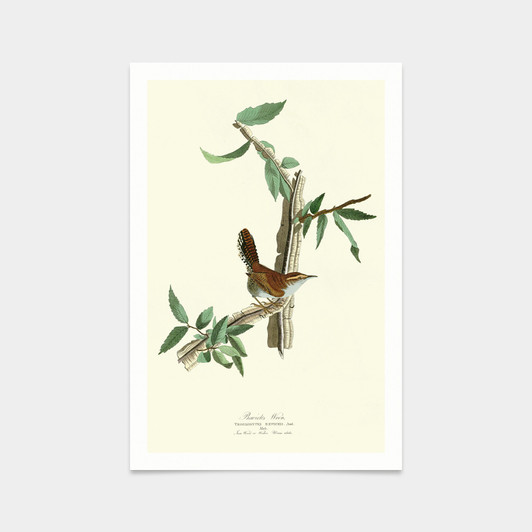 John James Audubon, Bewick's Wren,art prints,Vintage art,canvas wall art,famous art prints,q2285