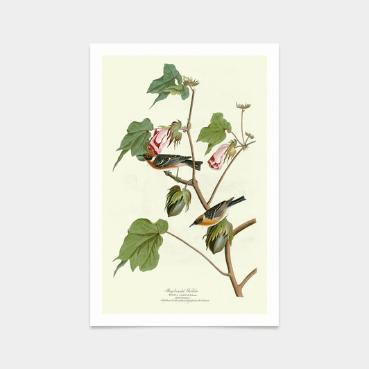 John James Audubon, Bay breasted Warbler,art prints,Vintage art,canvas wall art,famous art prints,q2283