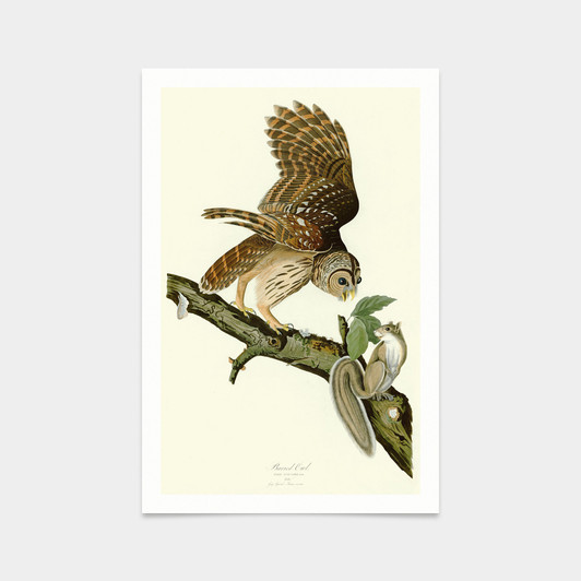 John James Audubon, Barred Owl,art prints,Vintage art,canvas wall art,famous art prints,q2282