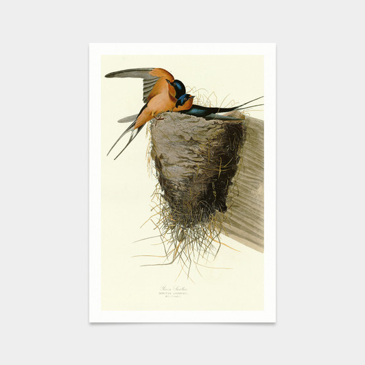 John James Audubon, Barn Swallow,art prints,Vintage art,canvas wall art,famous art prints,q2281