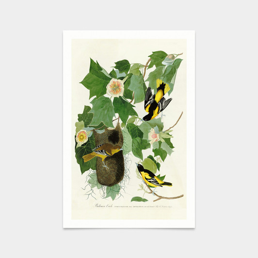 John James Audubon, Baltimore Oriole,art prints,Vintage art,canvas wall art,famous art prints,q2278