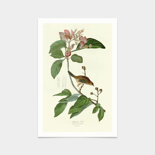John James Audubon, Bachmans Finch,art prints,Vintage art,canvas wall art,famous art prints,q2277