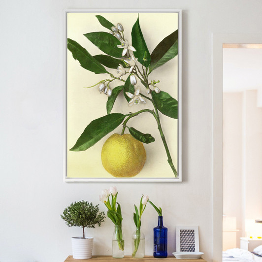 Pietro Guidi,Lemon,large wall art,framed wall art,canvas wall art,large canvas,M2852