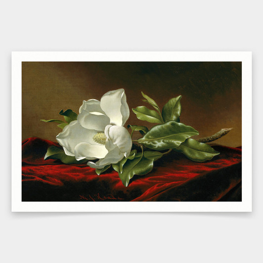 Martin Johnson Heade,Magnolia grandiflora,art prints,Vintage art,canvas wall art,famous art prints,V1861