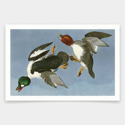 John James Audubon,342 Golden Eye Duck,art prints,Vintage art,canvas wall art,famous art prints,q1969