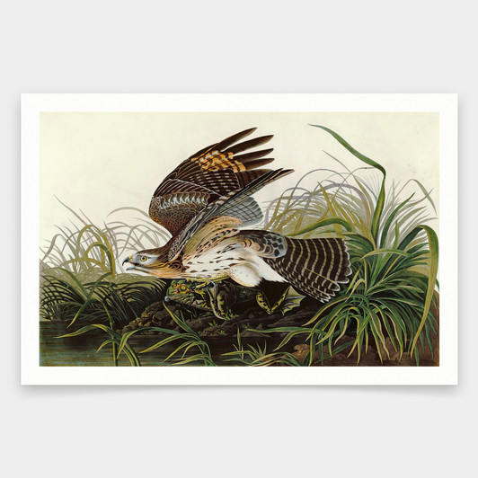 John James Audubon, Winter Hawk,art prints,Vintage art,canvas wall art,famous art prints,q1965
