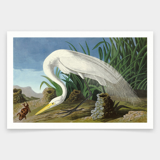 John James Audubon, White Heron,art prints,Vintage art,canvas wall art,famous art prints,q1958