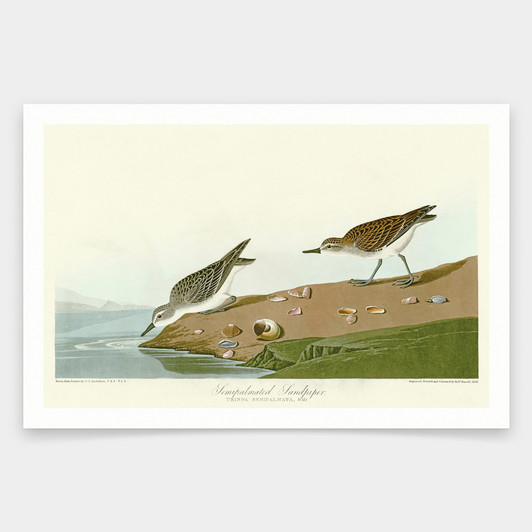 John James Audubon, Semipalmated Sandpiper,art prints,Vintage art,canvas wall art,famous art prints,q1930