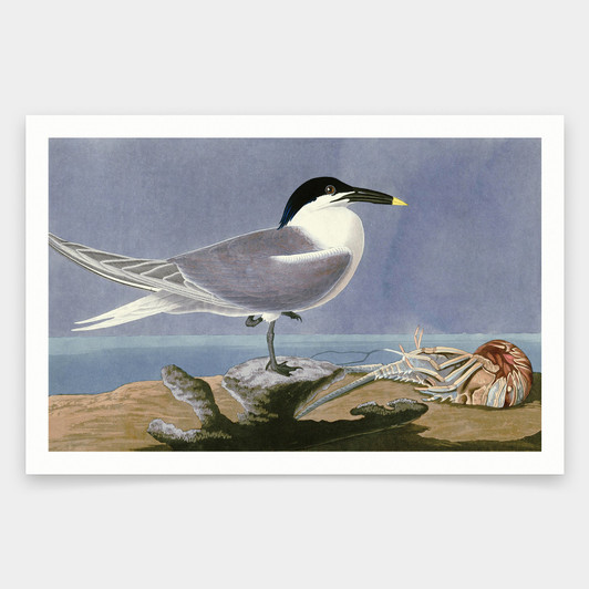 John James Audubon, Sandwich Tern,art prints,Vintage art,canvas wall art,famous art prints,q1925