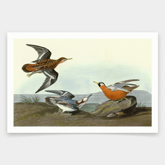 John James Audubon, Red Phalarope,art prints,Vintage art,canvas wall art,famous art prints,q1915